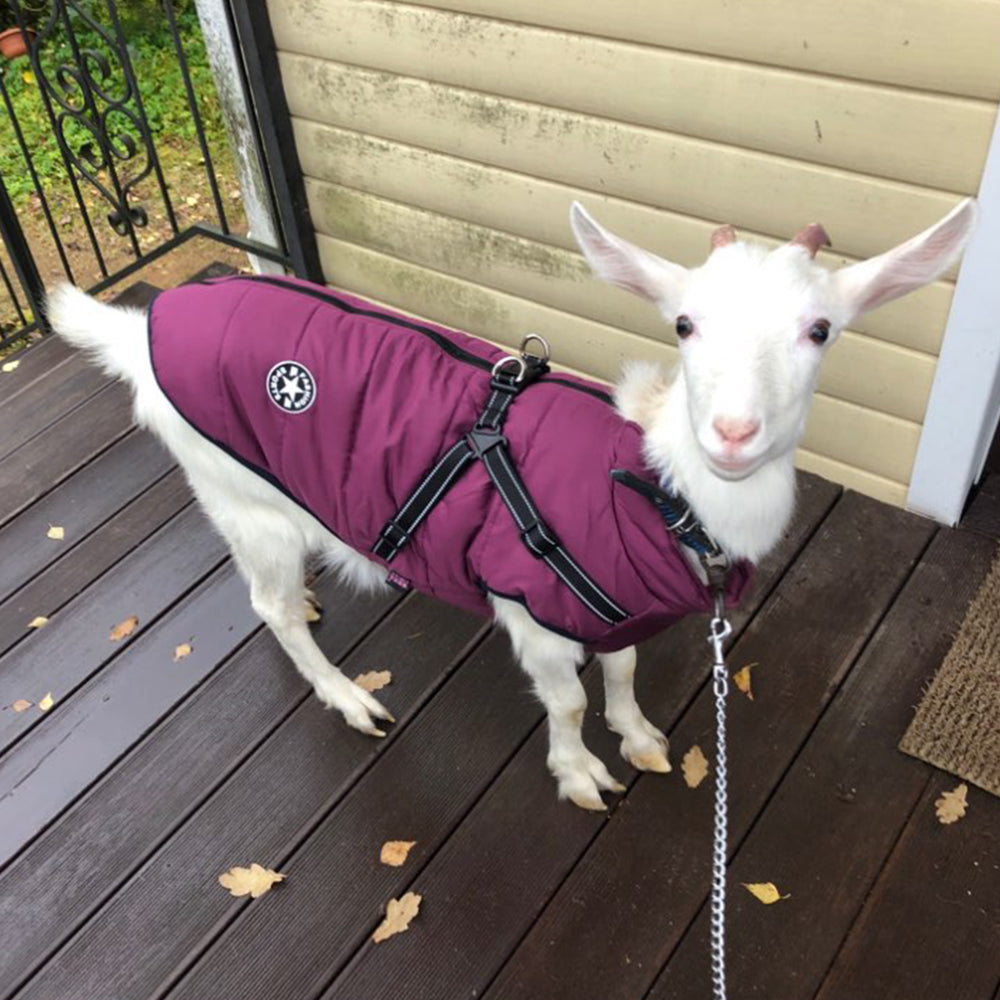 Pet waterproof puffer coat with built-in harness, purple, with front leash