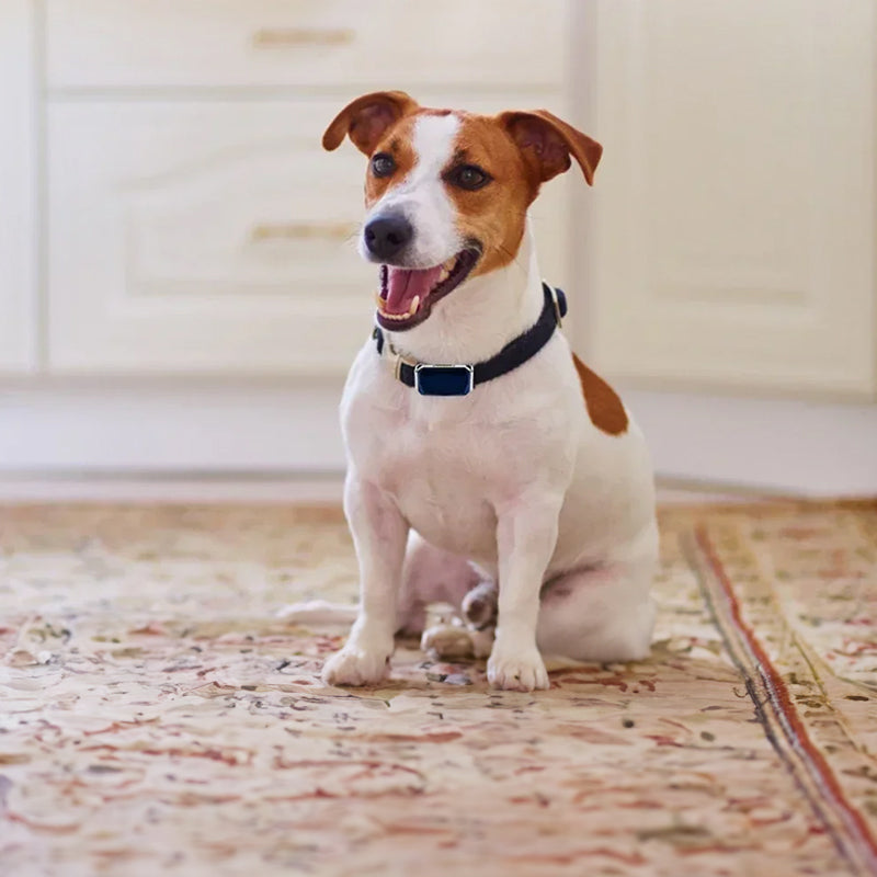 White dog wearing black GPS anti-loss collar with blue-lit tracker display