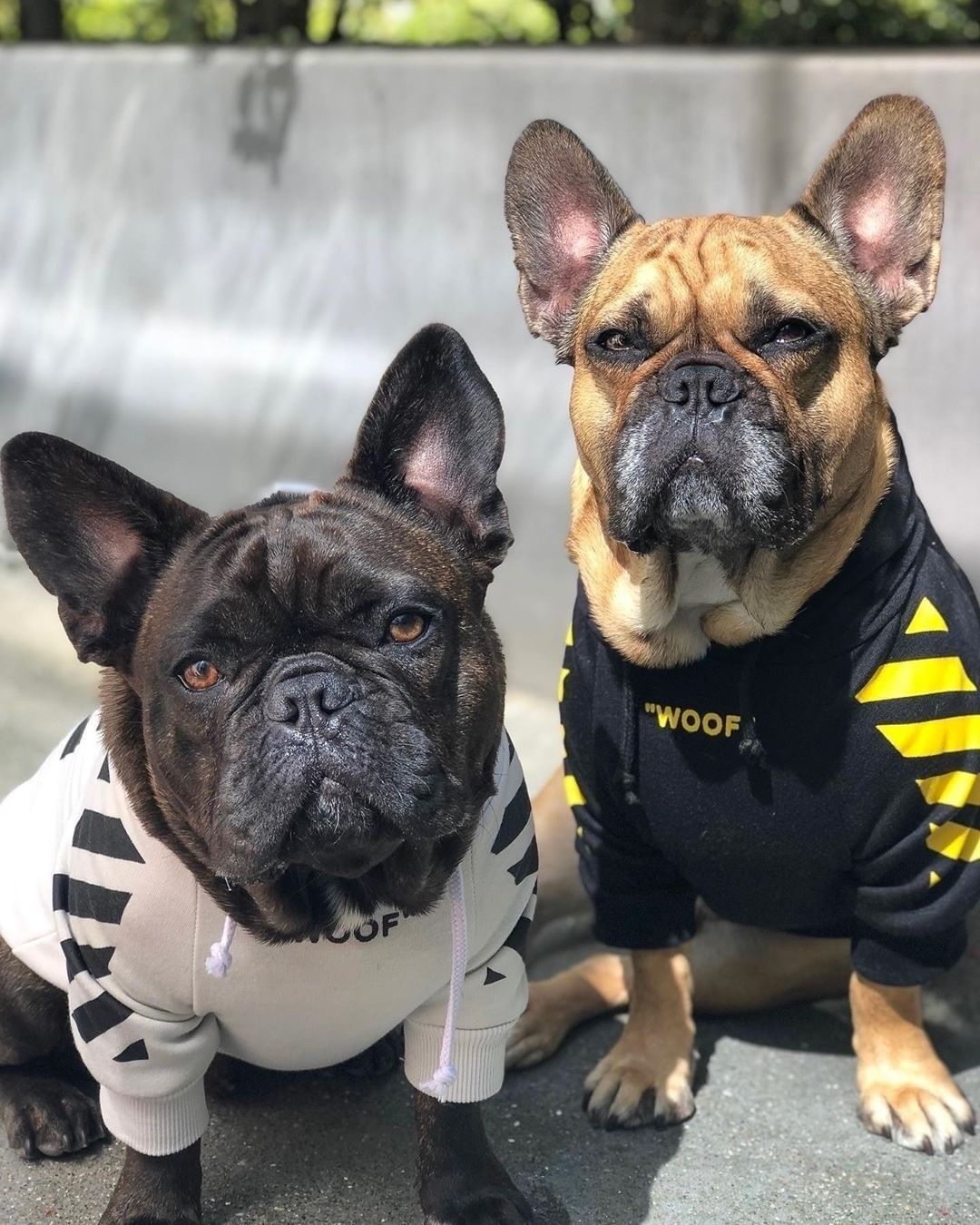 Fresh Pawz Woof Dog Hoodie — Bold Streetwear for Dogs, 3 Colors, Sizes S–2XL