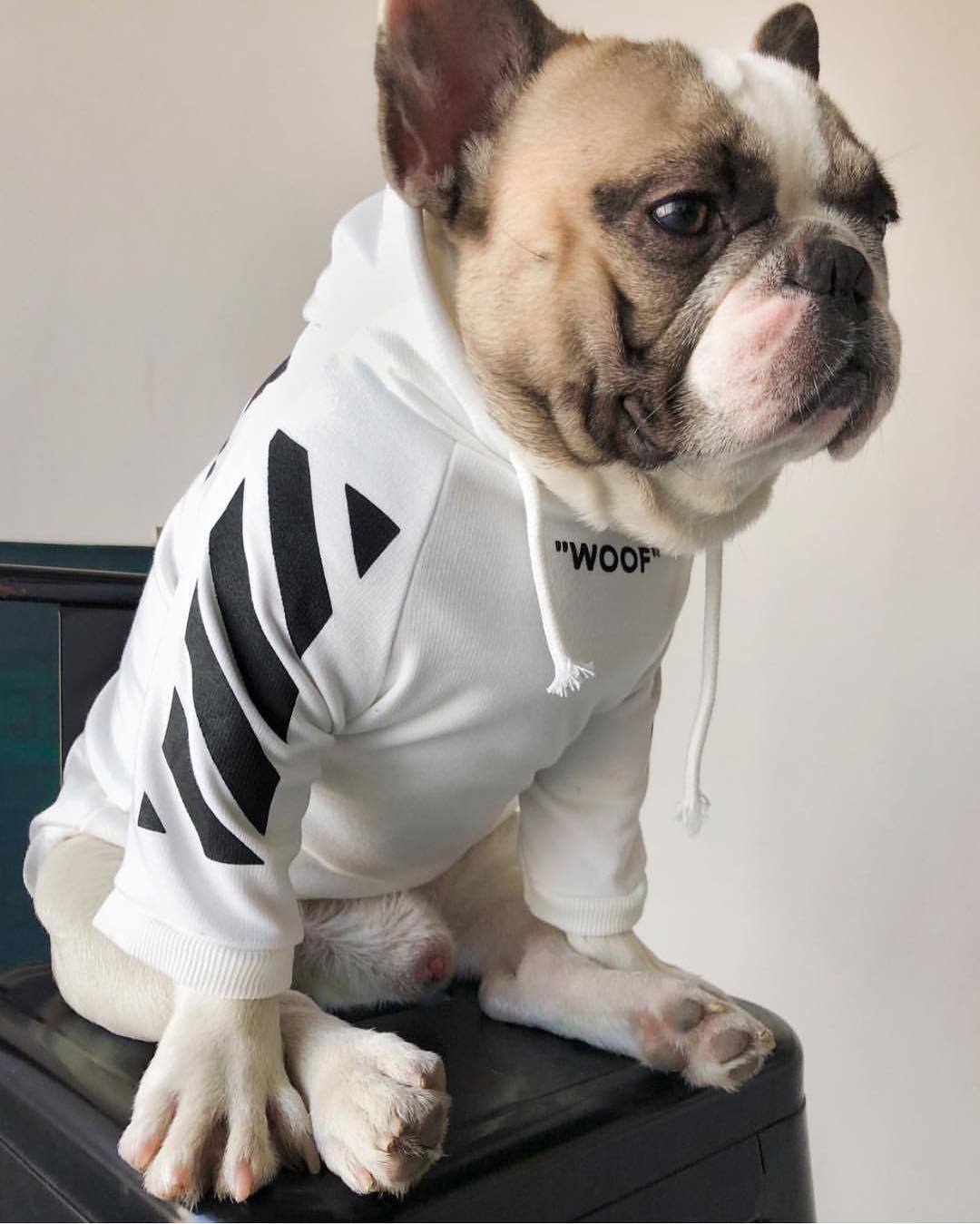 Fresh Pawz Woof Dog Hoodie — Bold Streetwear for Dogs, 3 Colors, Sizes S–2XL