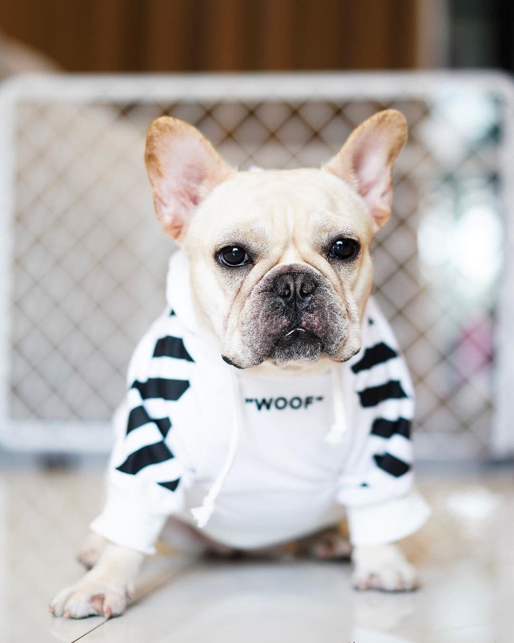 Fresh Pawz Woof Dog Hoodie — Bold Streetwear for Dogs, 3 Colors, Sizes S–2XL