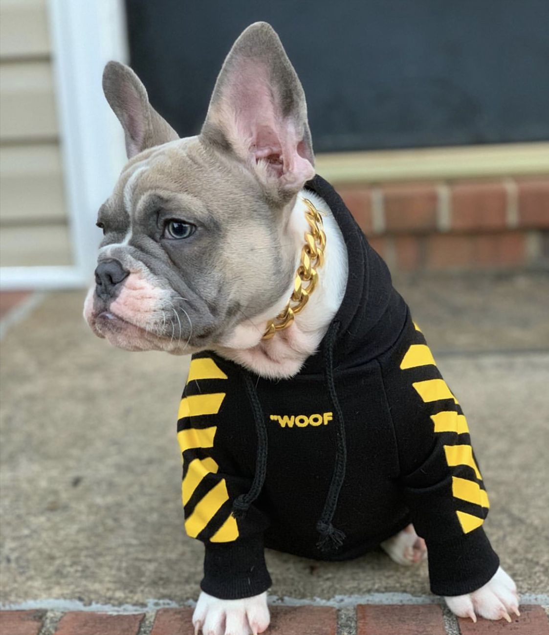 Fresh Pawz Woof Dog Hoodie — Bold Streetwear for Dogs, 3 Colors, Sizes S–2XL