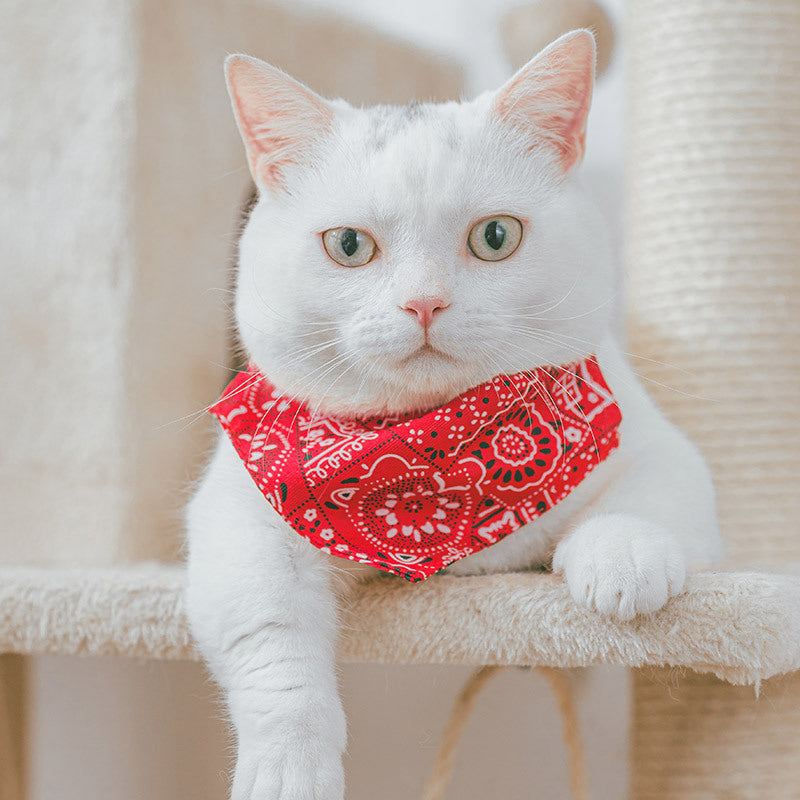 Red pet bandana on a white cat with white paisley print