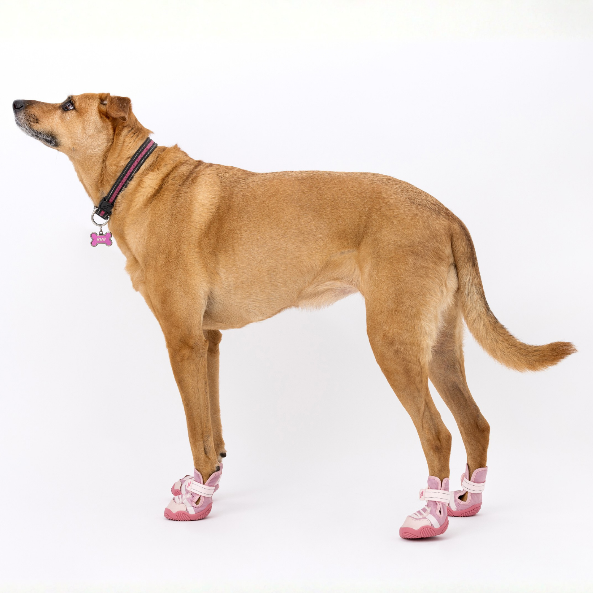 Pink dog sneakers with hook-and-loop straps, worn by a tan dog
