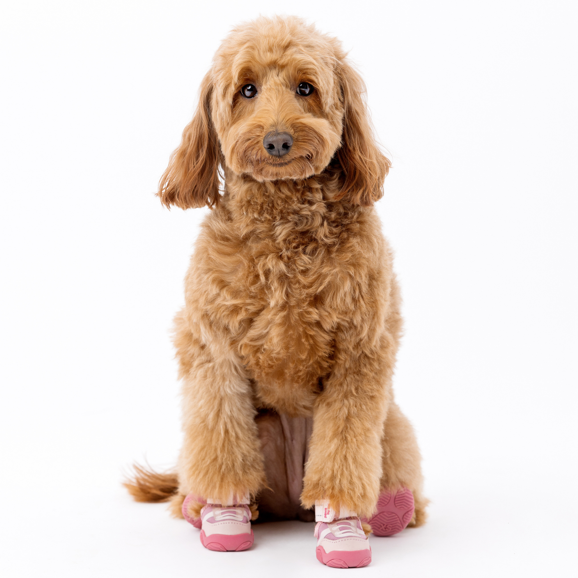 Pink dog sneakers with hook-and-loop straps, worn by a small dog
