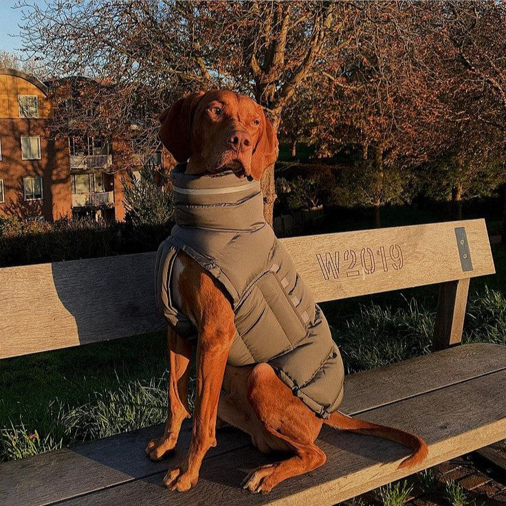 Light-colored quilted dog winter vest with high neck and padded belly
