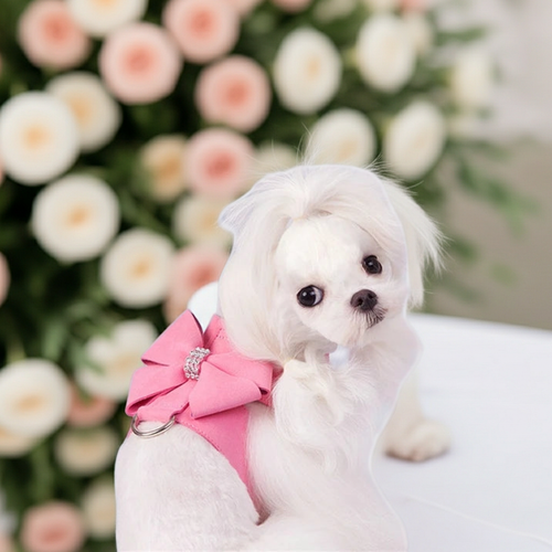 Pink rhinestone bow dog harness on small white dog with metal clasp