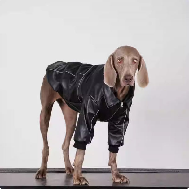 Black dog leather jacket with front zipper and snap collar on dog.