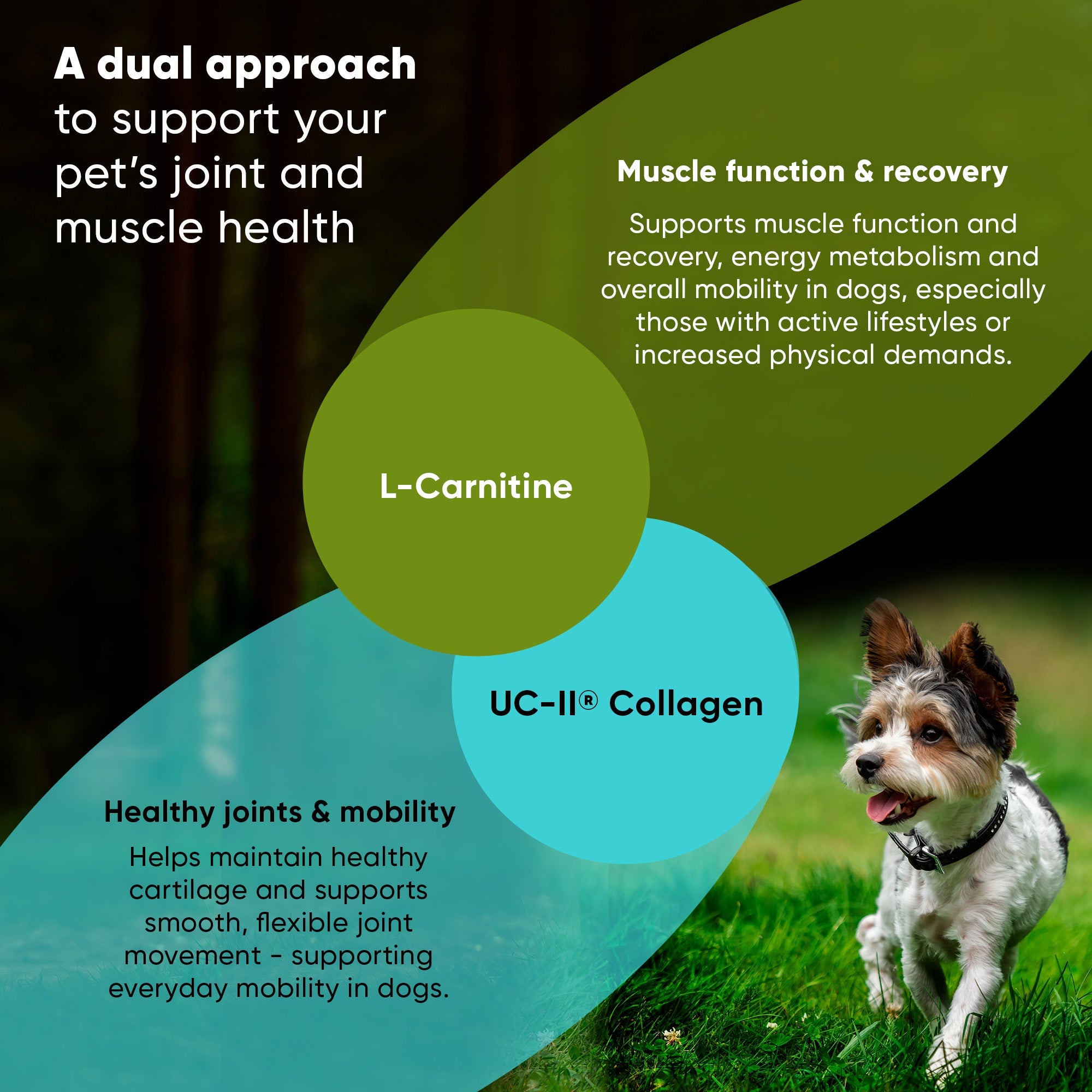 Dual-approach supplement graphic showing UC-II collagen and L-carnitine callouts with a dog.