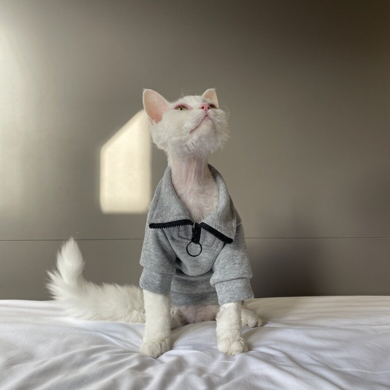 Gray cotton cat jumpsuit with zipper lapel collar and front ring, back-leaning