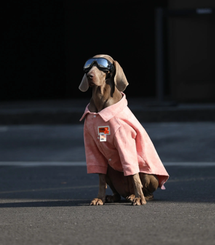 Pink dog jacket with button front and dangling tag