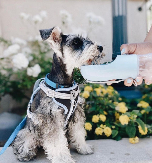 Blue portable pet feeder held out for a dog, flip-top bowl ready to serve