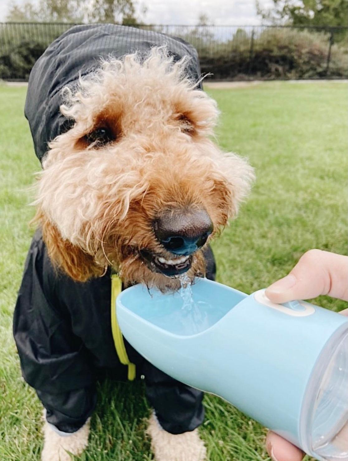 Dog outdoors reaching a blue portable pet feeder with a flip-top bowl
