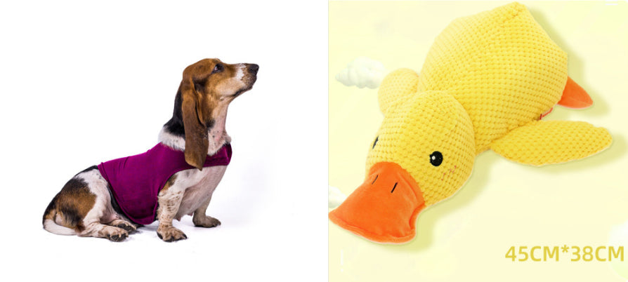 Pet calming anxiety vest in purple, worn by a standing dog.