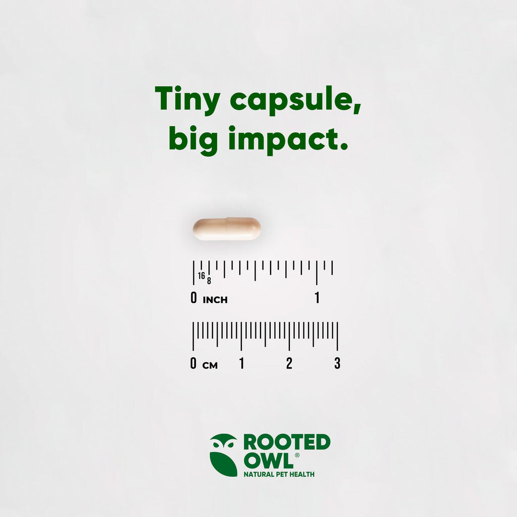 Tiny supplement capsule size graphic with ruler markings and Rooted Owl logo.