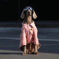 Pink dog jacket with front button closure, relaxed fit
