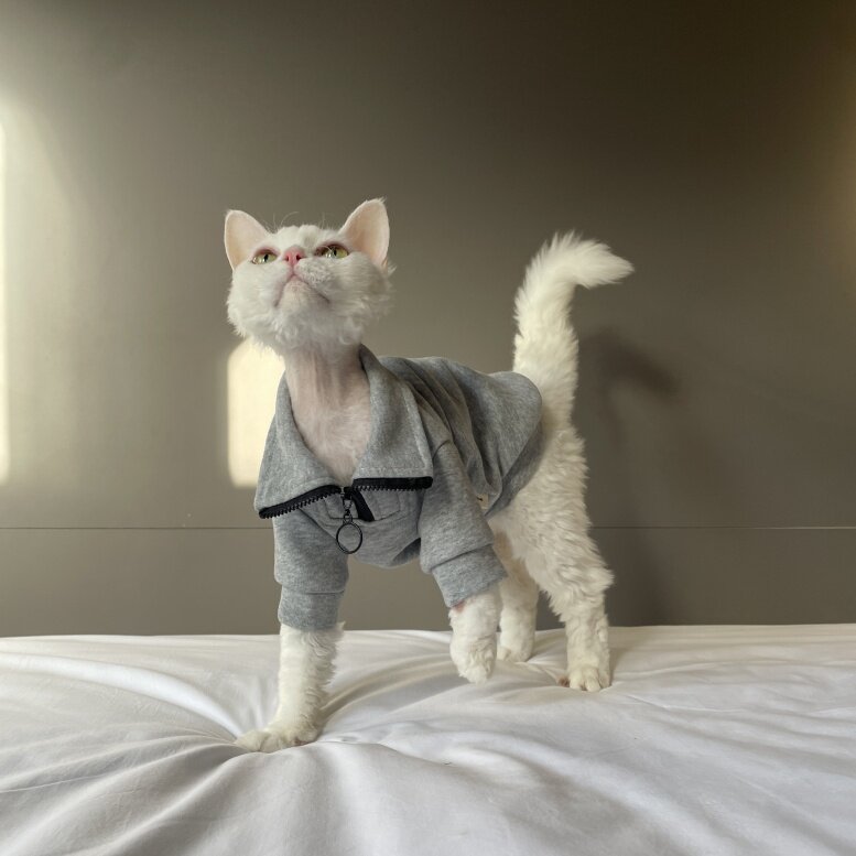 Gray cotton cat jacket with zipper lapel collar, black trim and front ring, posed
