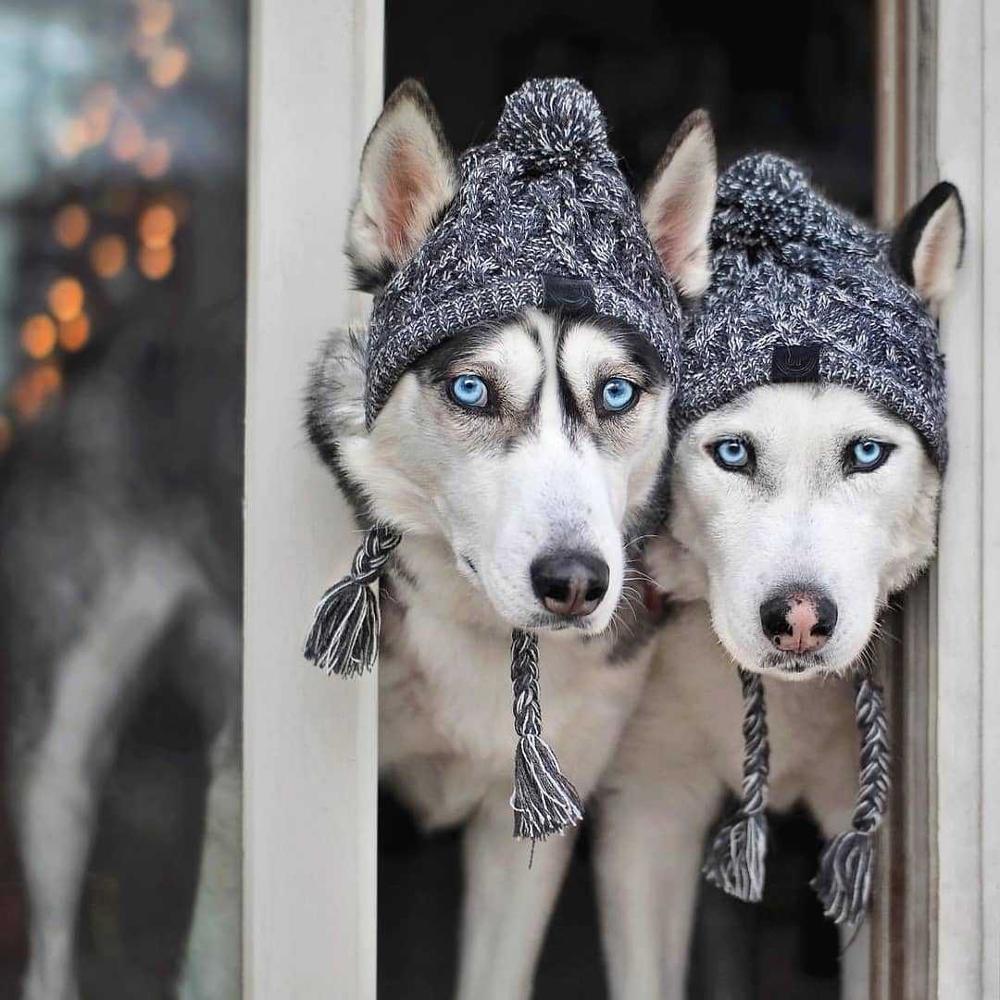 Cozy Knitted Pet Hat with Fluffy Pom-Pom — Winter Warm Beanie for Dogs & Cats