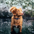 Brown dog wearing black GPS anti-loss collar with rectangular tracker near water