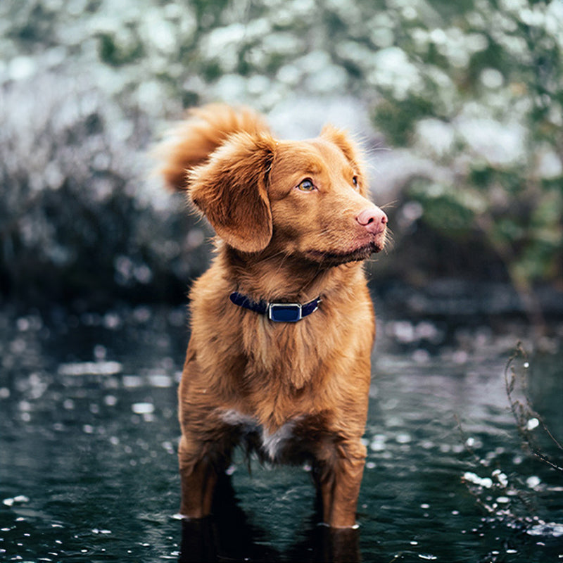 Brown dog wearing black GPS anti-loss collar with rectangular tracker near water