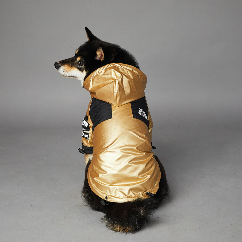 Gold and black dog raincoat with hood, back view and padded chest panels