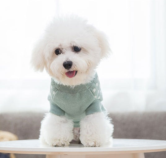 Light green pet sweater on a small white dog with a round ribbed neckline