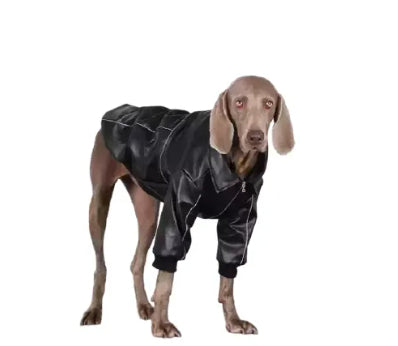 Black dog leather jacket on dog, full-body fit with zipper front.