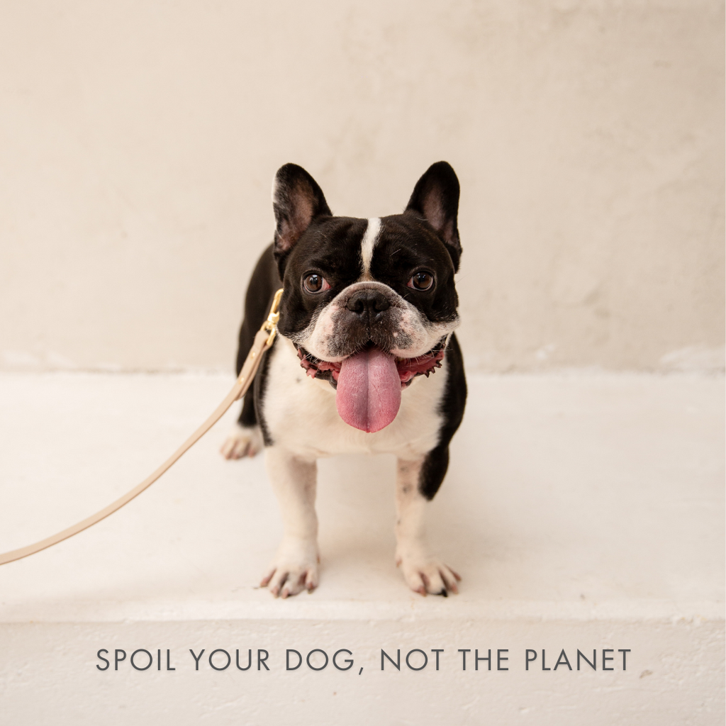 Tan dog collar with gold hardware and AirTag holder on a black-and-white French bulldog