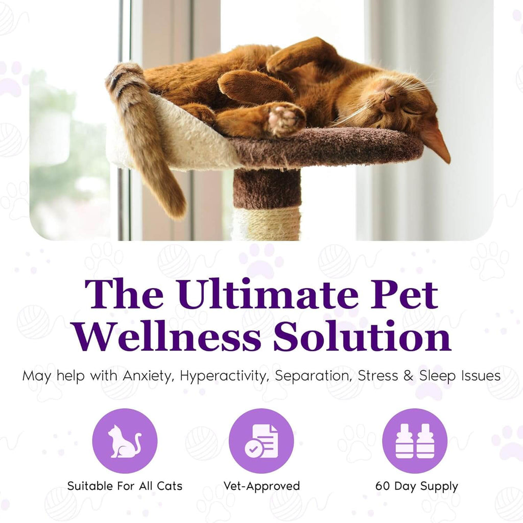Cat calming diffuser lifestyle graphic with orange tabby cat on scratching perch