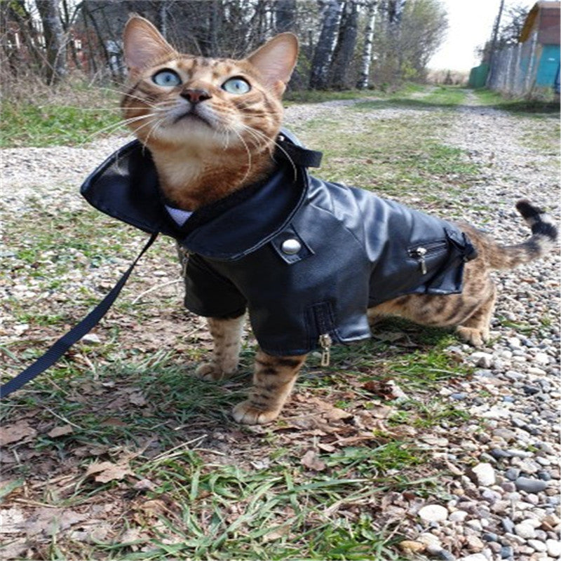 Pet dog jacket on a cat-like pet, dark outerwear with eagle patch and front straps