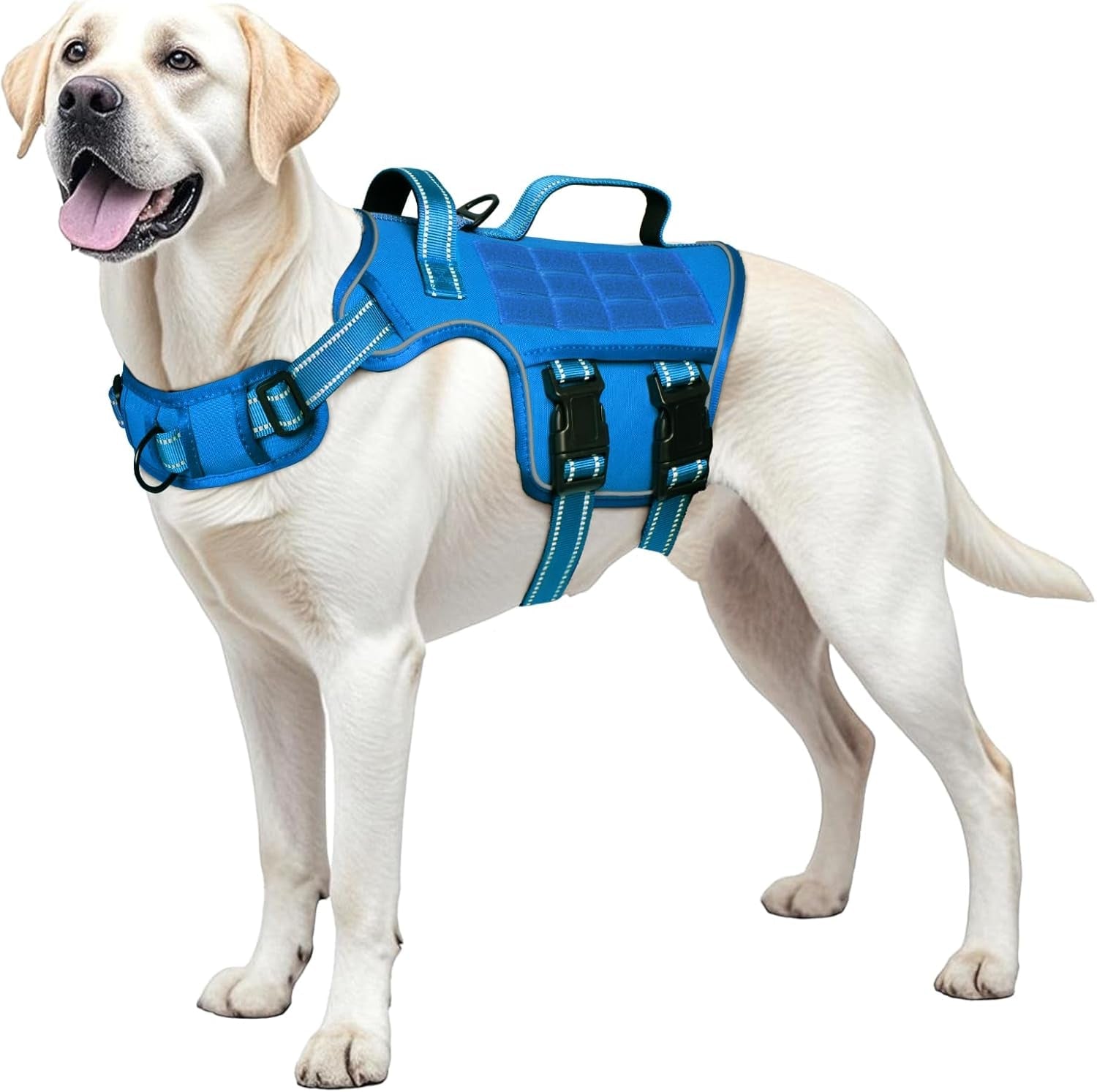 Blue dog tactical harness vest with Molle panel and black buckles