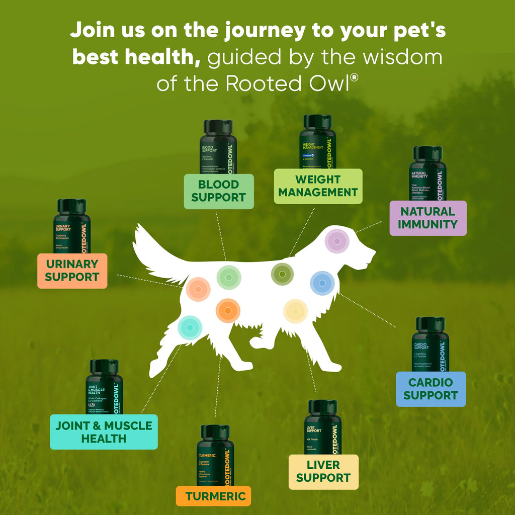 Pet health chart with dog infographic and Rooted Owl supplement bottle labels.