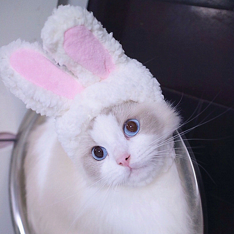 White bunny hood hat with pink ears, worn on a cat