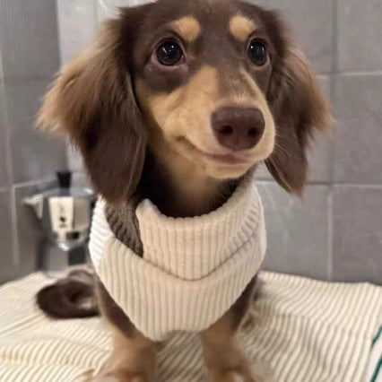 Two-tone knitted pet turtleneck sweater close-up on dog, cream and dark brown knit