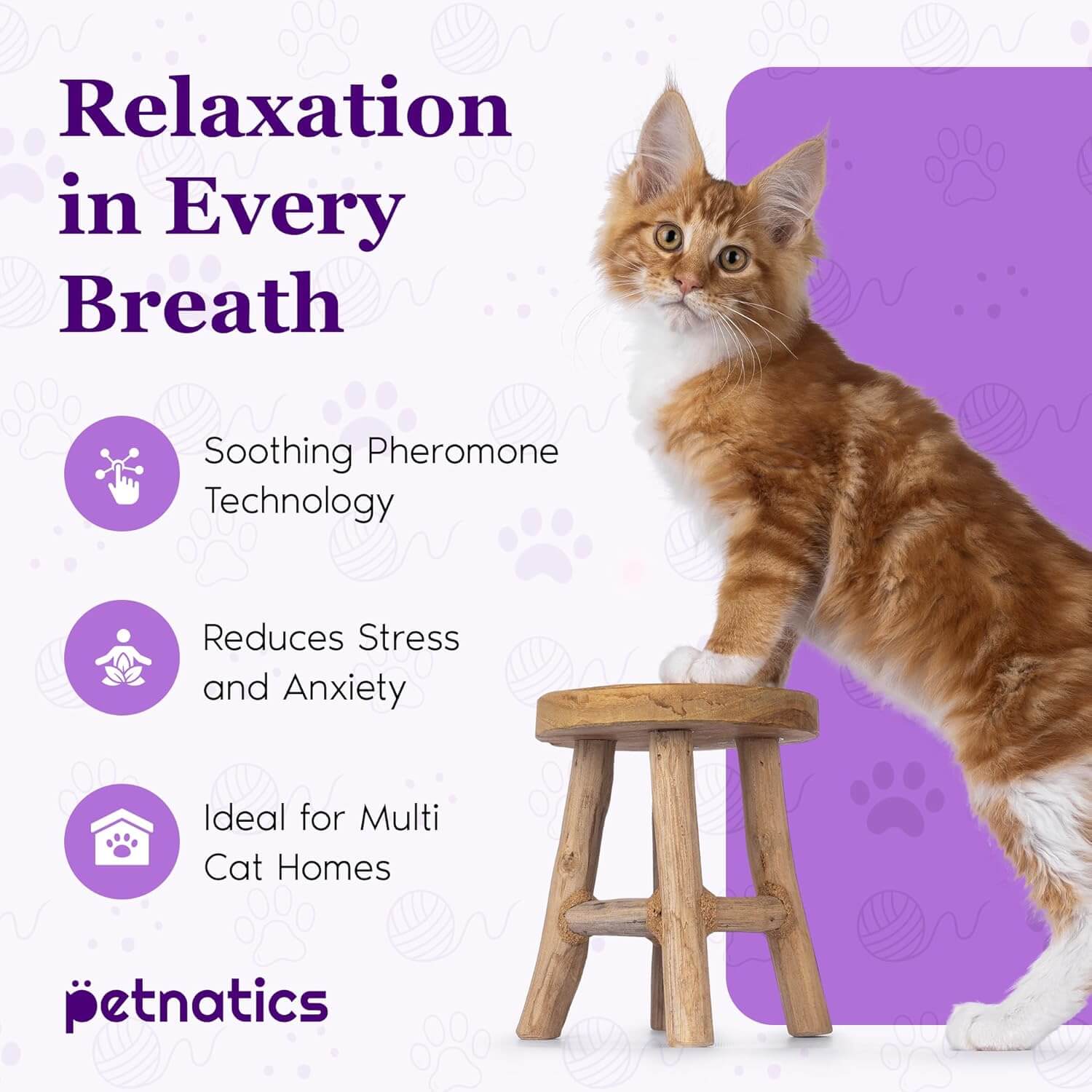 Cat calming diffuser promotional graphic with orange tabby kitten on wooden stool