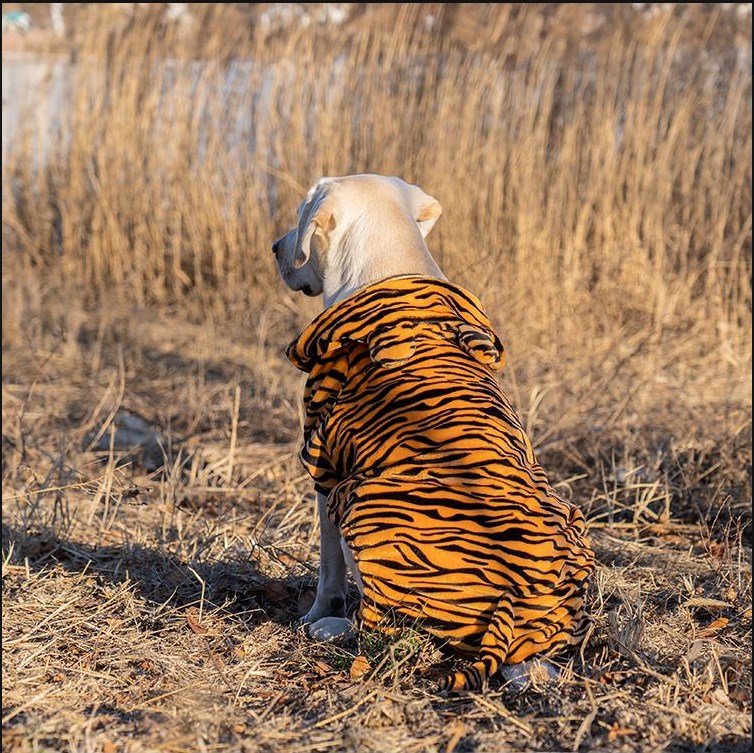 Tiger-striped orange dog hoodie with hood and soft fleece lining