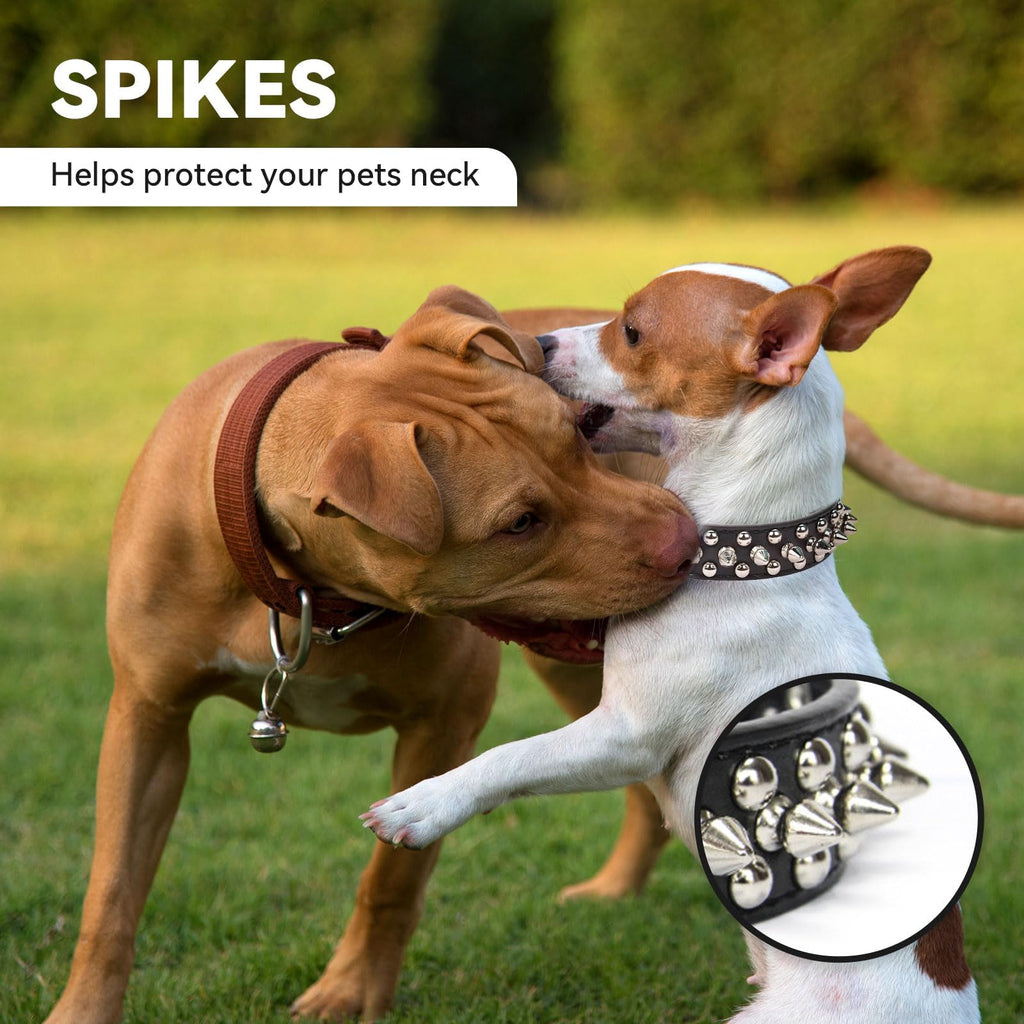 Black spiked dog collar with silver studs and adjustable buckle on a small dog.