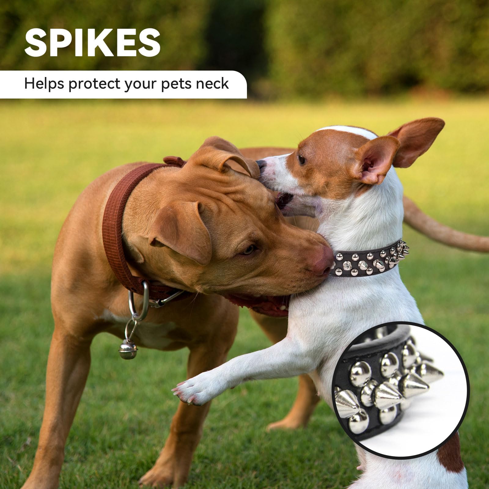 Black spiked dog collar with silver studs and adjustable buckle on a small dog.
