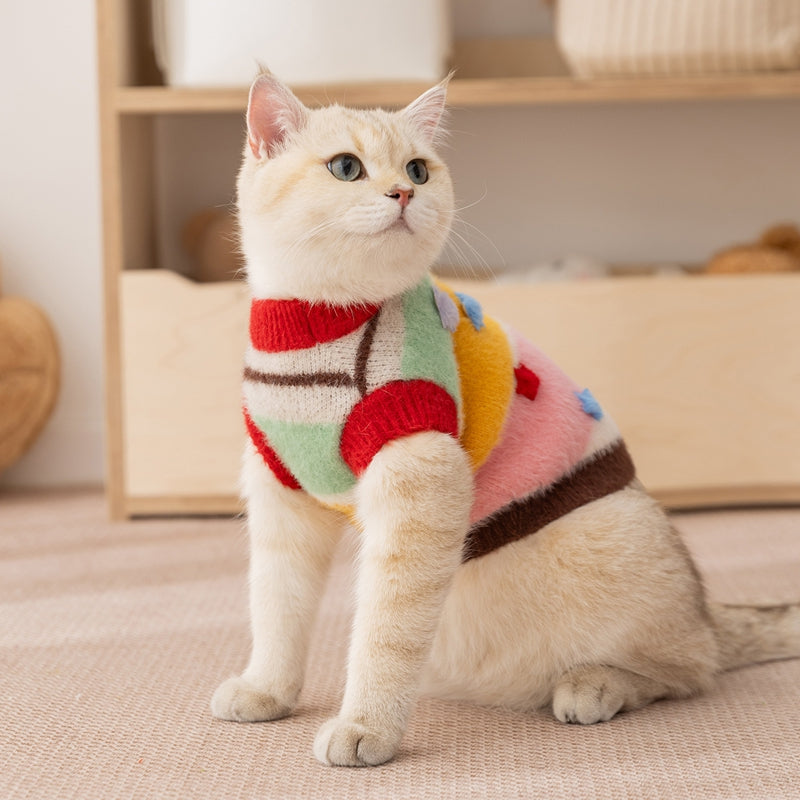 Cat in pet sweater, multicolor striped knit with red collar and blue star details