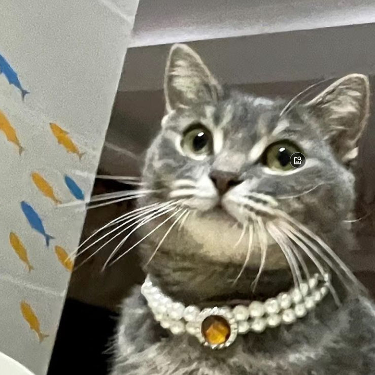 Pearl cat pet collar with amber round gem, white bead necklace style