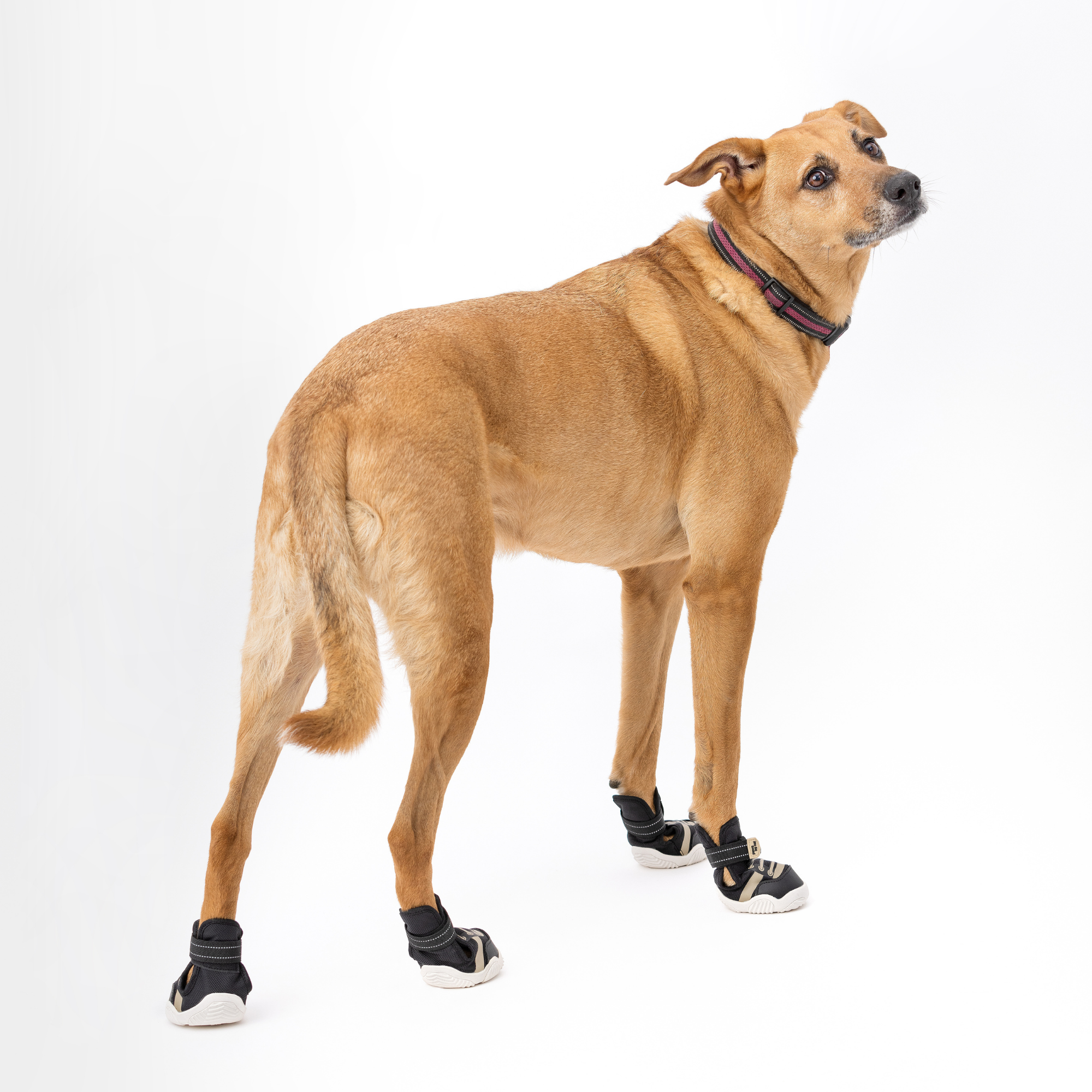Kai- Dog sneakers in black on a standing dog with a blue collar