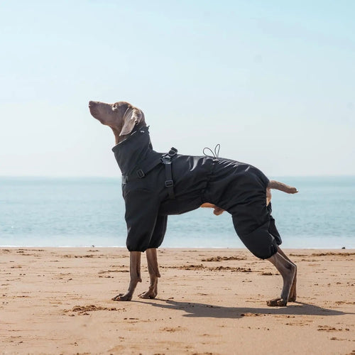 Black waterproof dog raincoat with four-leg design and adjustable harness straps