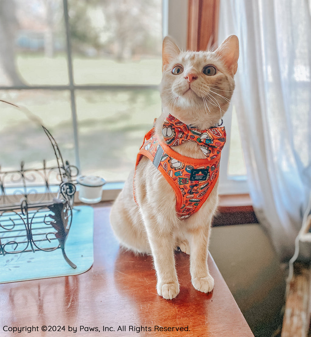 Orange Garfield™️ step-in cat harness on standing cat, with character print and gray edging