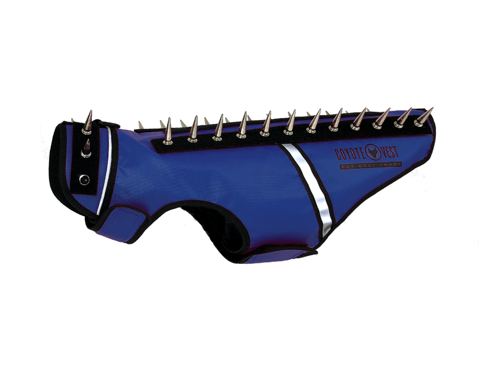 Royal blue spiked cat vest with black straps, metal studs, and white trim stripe