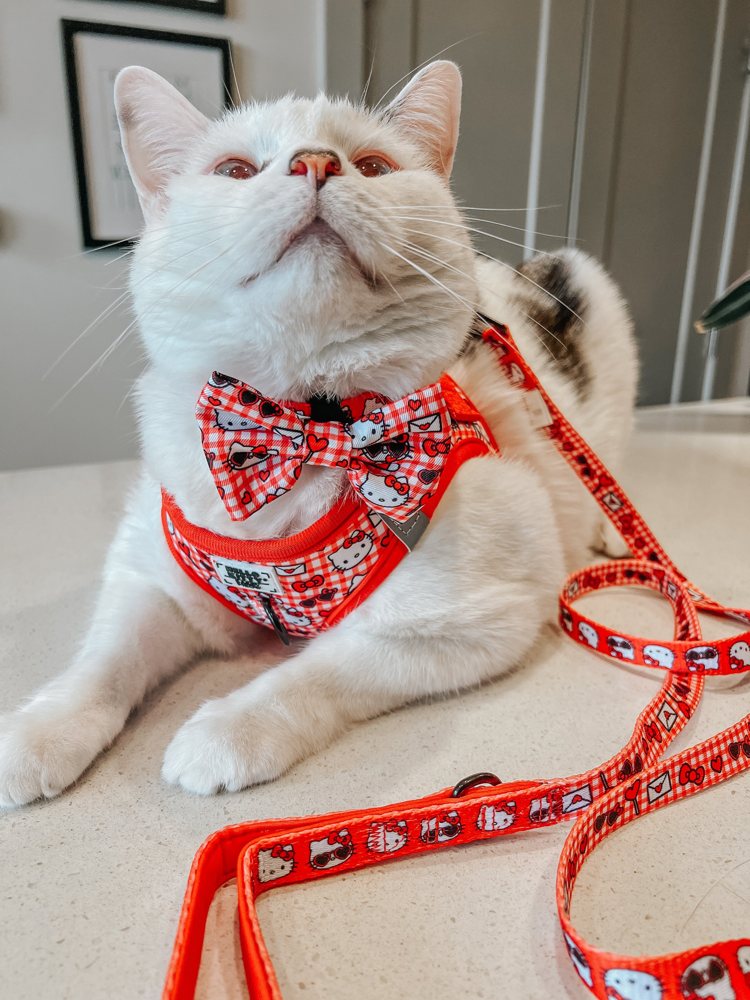 White cat wearing a red Hello Kitty step-in harness with check pattern and bow