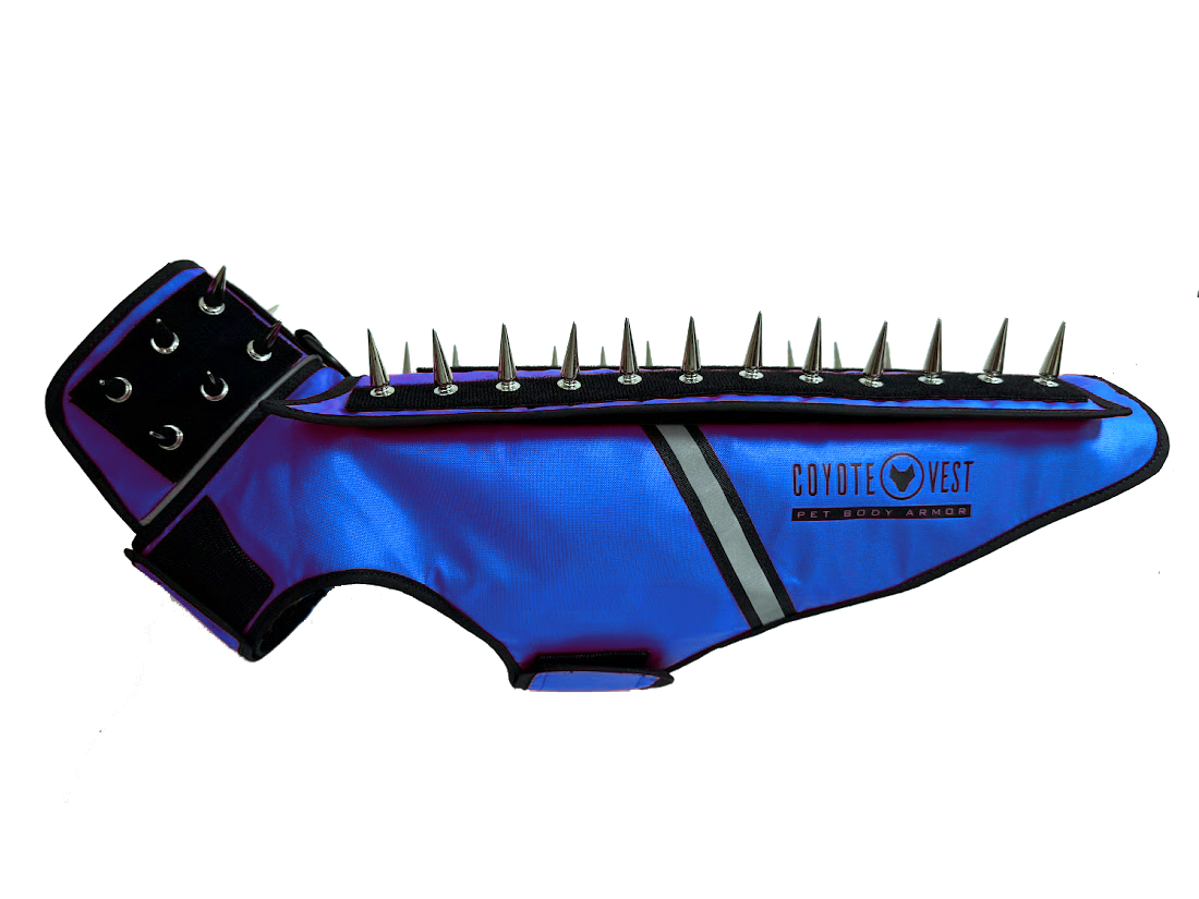 Spike protection dog vest, royal blue with black spikes, black strap and gray stripe