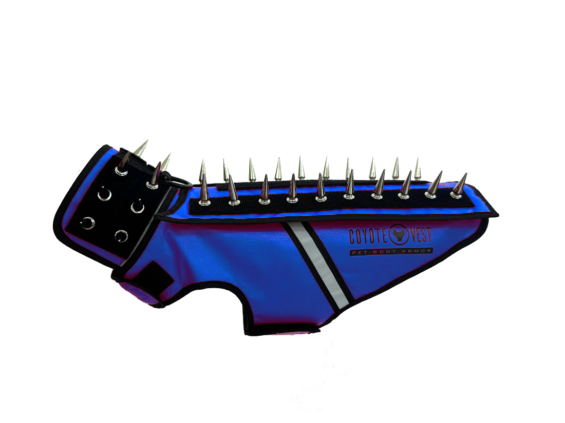Spiked pet body armor vest in royal blue with black collar and metal spikes