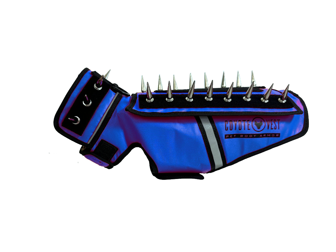 Spiked pet body armor vest in royal blue with black collar and metal spikes