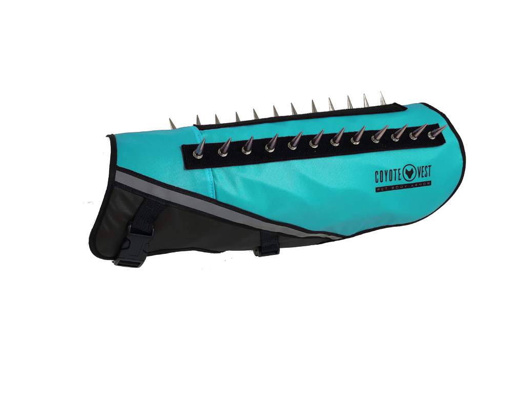 Turquoise dog protective vest with black straps and metal prongs along the top