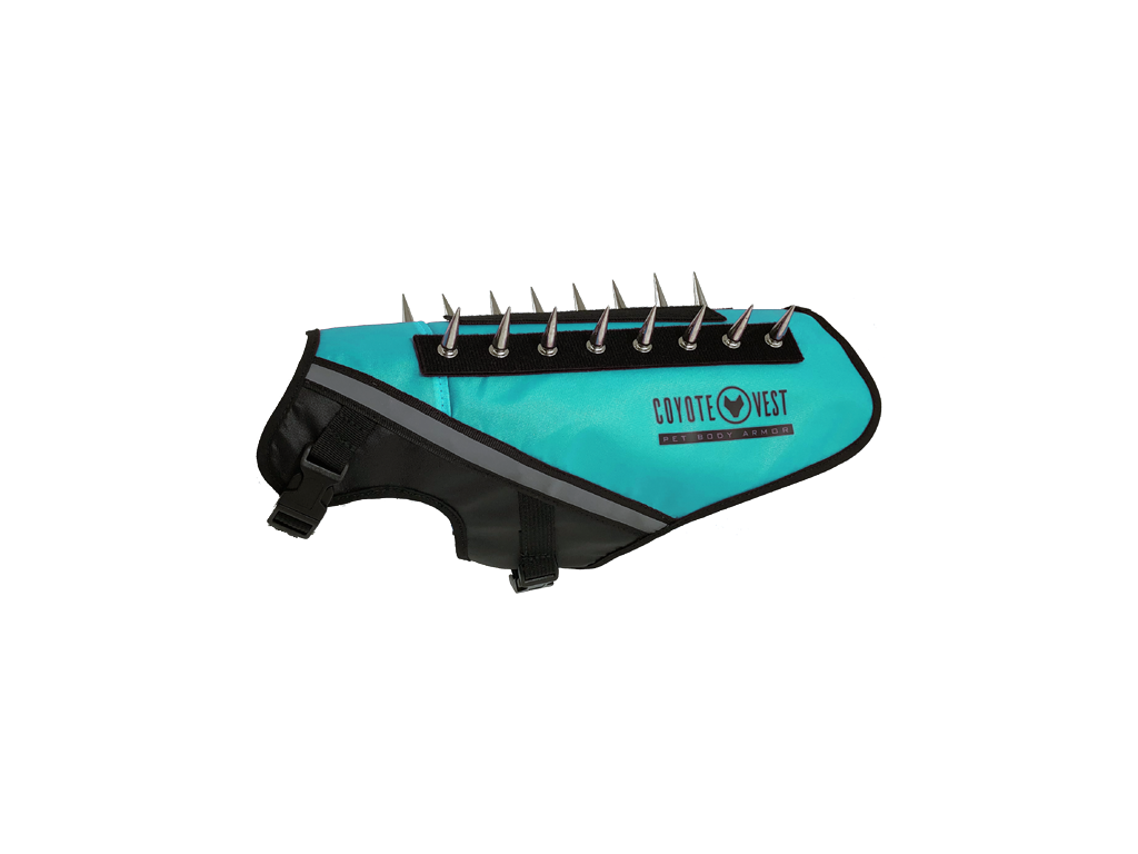 Turquoise dog protective vest with black straps, gray trim, and metal prongs